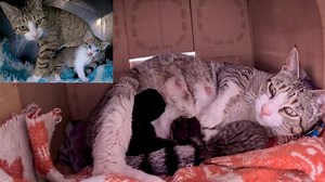 88K views · 3.9K reactions | " Oh my goodness, those are the sounds of kittens crying! " - Trying to rescue a mama cat with her kittens! | Cats Island | Facebook