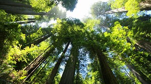 Living Edens: Big Sur - California's Wild Coast