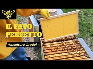 INSERTING A WAX SHEET IN THE NEST: HERE ARE THE BENEFITS FOR THE BEES!