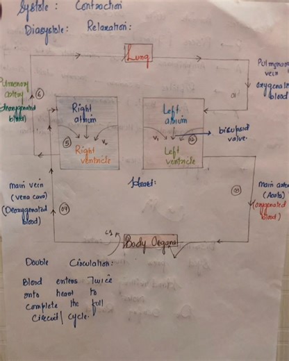 flow chart of double circulation#shortsfeed#yt#shortsfeed#ok#viralvideo#feedshorts#shortsfeed#ok📚📚💫⭐