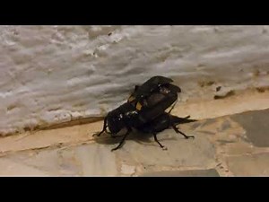 Cricket Chirping on a Calm Summer Night | See how a cricket makes its sound