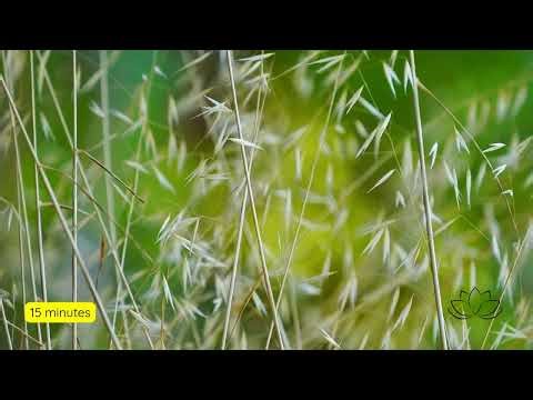 15 Minute Ocean Meditation Music for Calm & Renewal | Soothing Waves & Peaceful Harmony