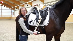 63K views · 705 reactions | Want to improve your seat but don't know where to start? Visit our ClipMyHorse.TV Academy to get some helpful information from our professionals ☺️ 狼 The whole video on how to find the correct stirrup length can be watched for free and can be found here: ▶️ https://watch.clipmyhorse.tv/ImproveYourSeat | ClipMyHorse.TV Great Britain | Facebook