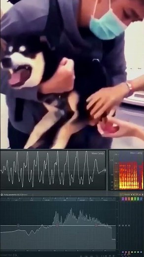 crazy screaming dog with sound effect