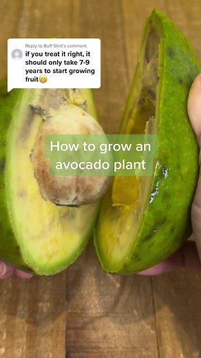 Growing Avocado Plant Tips for a Successful Fruiting Tree