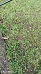 1.4K views · 37 reactions | Here's how we treat the weeds in our blue and frog grass. If manual removal is not enough we spray it with weed killer! #fbvideo2024 #gardentips #everyone #followers #highlights #monetization #teamangatan | South Victoria Garden | Facebook