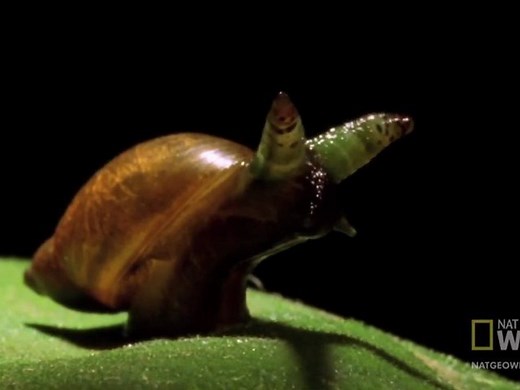 Escargot Zombie - National Geographic 2012 - Vidéo Dailymotion