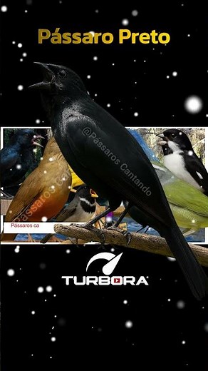 Pássaro Preto e Mais Cantando na Natureza 🌿com Som Relaxante da Água 🐦