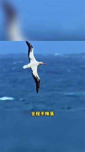 Do Albatrosses Really Fly for a Year Without Landing