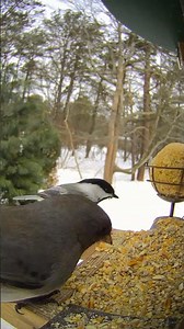 junco and chickadees 🖤🩶🤍💛 @birdfy_by_netvue⁩ #birdfy