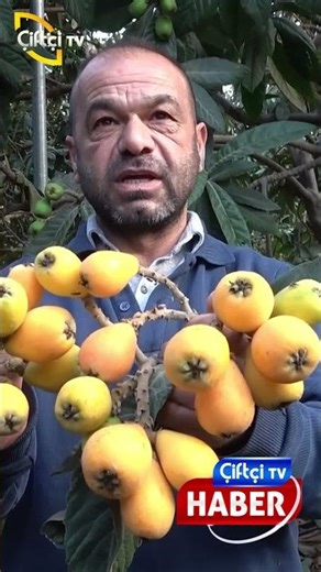 The yellow gold arrived early: #agriculture #producer #village #news #farmertv