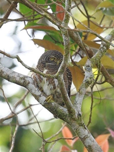 One of our best finds on Fraser’s Hill was this Collared Owlet measuring about 10 to 15 cm, here it is perching quietly on this tree. As you can see, it’s very much awake in broad daylight. That’s because it’s a diurnal species, meaning it is day hunting. While their typical diet consists of small animals such as mice, skinks and frogs, they can hunt down prey that’s just as big as them. The Collared Owlet is also one of the few owls that have a distinct false face, making it appear as though it