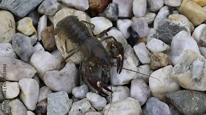 Detail of signal crayfish, Pacifastacus leniusculus, crawling in stones at river bank. North American crayfish, invasive species in Europe, Japan, California. Freshwater crayfish in wildlife nature.