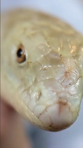 Legless Lizard: Not a Snake! #lizard #leglesslizard #reptiles