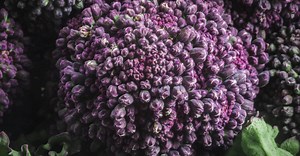 Purple sprouting broccoli guide / A - Z of Veg / Riverford