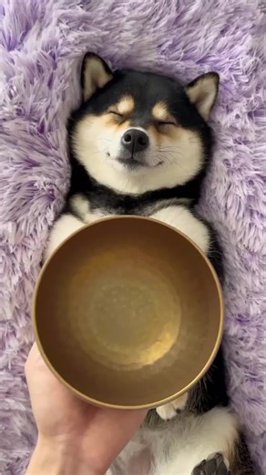 Relaxing ASMR Spa Time with Dogs