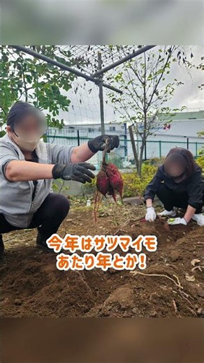 施設内の畑で芋掘り？！【ハートランド戸田公園】