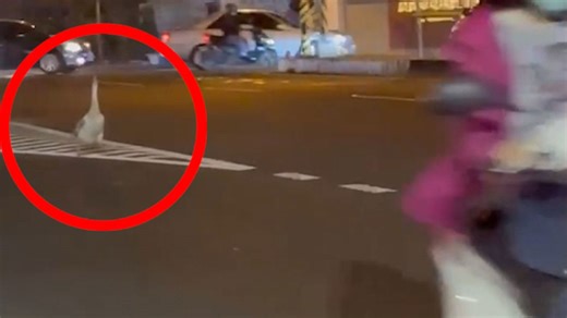 Goose casually crosses highway