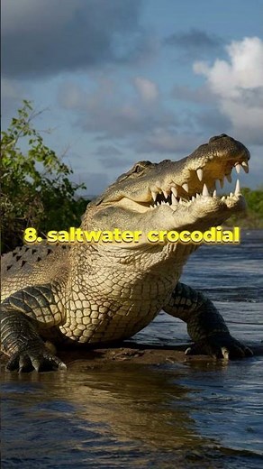 Top 10 Most Dangerous Animals In The World