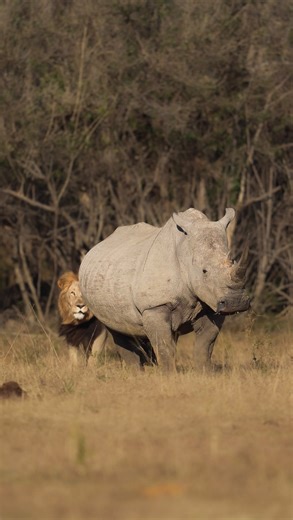Daniel Roberts on Instagram: "Lions VS Rhinos A rather interesting interaction between these two species. It’s not so common for Lions to hunt Rhinos, however if the opportunity came about they wouldn’t turn it down. This male Lion known as Shaka was testing the waters, trying to get closer to the Rhinos calf. Another one of a kind sightings witnessed on an @everseensa safari. #lions #rhino #nature #safari #wildlifeplanet #wildlifeonearth #sony #sonyalpha6000"