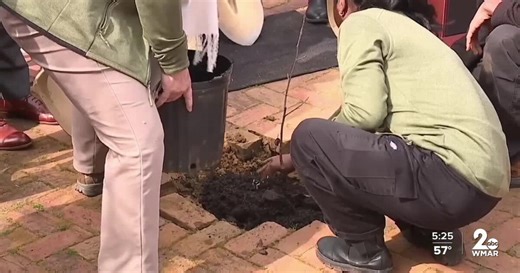 Descendant of Maryland's original Liberty Tree planted in Annapolis