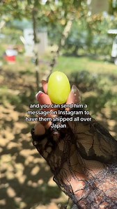 981K views · 42K reactions | Trini doing his thing in Japan.. I hope to eat some of his grapes on a day.. ❤  @kawaiiicoco TikTok | Angry Trini | Facebook