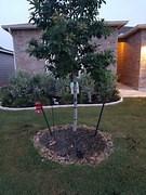 When to remove tree stakes