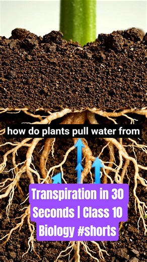 Transpiration in 30 Seconds | Class 10 Biology #shorts #ncertbiology #science #cbse12thbiology #bio