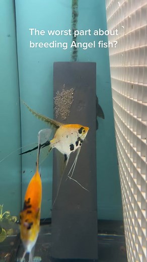 Breeding and Caring for Angel Fish in Your Aquarium