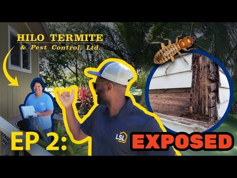 Why Hawaii Termites Are So Dangerous | Pest Control Reality