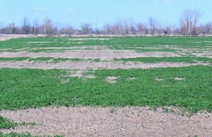 Assessing Alfalfa Stands for Winter Damage