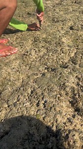 Ang Daming Clamshells "sittil Kappo Tawag namin sa ilocnano😊 Puro island❤️ #seafood #clamshell #fbreelsfypシ゚viralfbreelsfypシ゚viral #islandlife #fblifestyletyle | Joedel Tiqui