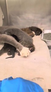 TRANSFERRED TO LITTLE R&R SANCTUARY URGENT - MOM & NEONATES, CAN'T LEAVE TIL OUT DATE RICE - A292925 NOODLE - A292927 SOY - A292928 SAUCE - A292929 EGG FOO YOUNG - A292930 POT STICKER - A292931. Mom, 1 yr, 5 neonates CONFISCATE / OWNER DIED Intake 5/5/25 Out date 5/12/25 **Came in with A292932, 933, 934** Unfortunately this family cats were brought her because their owner passed away. Once they become property they will be available for immediate transfer to rescue. Animals in this profile might