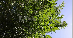 the green foliage of the ash tree in the summer, the beautiful foliage of the ash tree in sunny weather