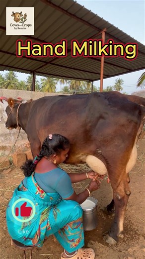 Hand Milking a Cow 🐄 | Peaceful Farm Life | Morning #cowsandcrops #cow #farming #campomexicano
