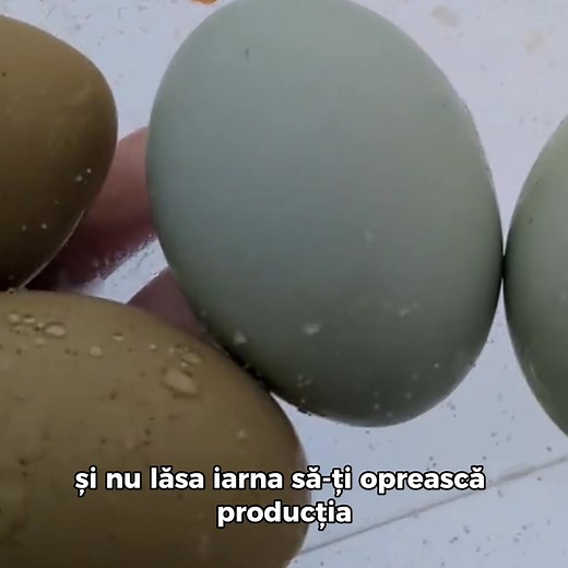 2.8K reactions · 321 shares | Găinile tale nu mai ouă ca înainte? Nu e vina ta ele au nevoie de un mic impuls natural!  Stimulatorul de Ouă cu Oregano reactivează producția, funcționează NON-STOP și aduce ouăle înapoi în cuib, fără chimicale sau efort.  Rezultate reale, rapid vizibile. ⚠️ Stoc limitat – comandă acum cât încă se găsește! https://c-market.ro/stimulator-oua-oregano/ | Click Market | Facebook