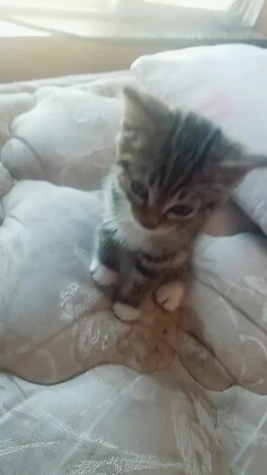 Im not going back no matter what u say #like #foryoupage #duggy #julius #cats #comedy