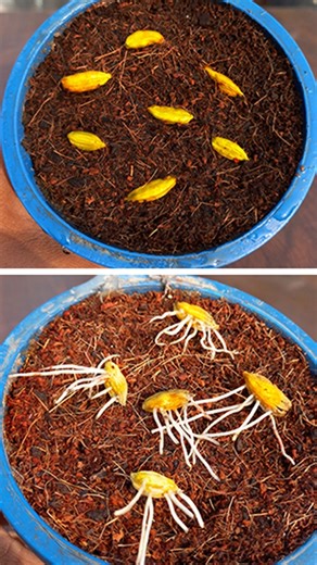 Amazing way to grow cardamom plant at home from cardamom || Best & easy to method planting