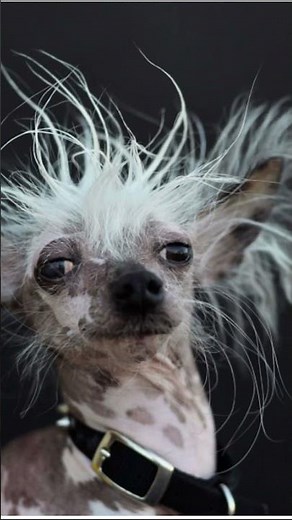 My name is ￼Maximus my name is Jeff #funny #memes #cutedog #dog #dogs #subscribe