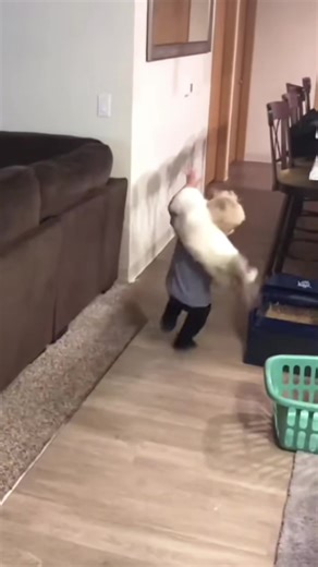 Cat vs baby#usa #funny #fpy #baby#cat