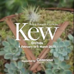 327 reactions · 46 shares | Experience the beauty of Cameroon at Kew Gardens' much-loved Orchids festival... - Journey through the glasshouse and discover our larger-than-life sculptures - Enjoy live music and drinks at Orchids After Hours - Start your year of Membership with Orchids and enjoy exclusive members only time slots. Supported by Cazenove Capital. | Kew Gardens | Facebook