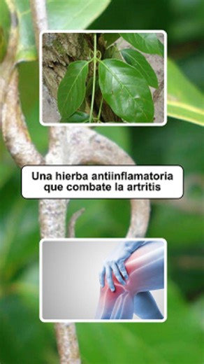la planta uña de gato, una hierba antiinflamatoria usada tradicionalmente para la artritis. | Tu Guía Natural