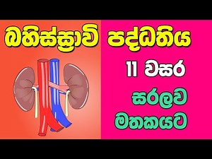 O/L Science Sinhala | Grade 11 Science Unit 6 Part 3 | Excretory System | බහිස්ස්‍රාවි පද්ධතිය