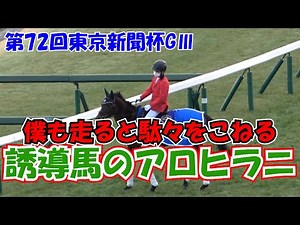 2022 第72回 東京新聞杯 GⅢ 本馬場入場 誘導馬 の アロヒラニ 僕も走ると駄々をこねる 現地映像 イルーシヴパンサー