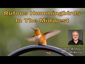 Rufous Hummingbirds in the Midwest