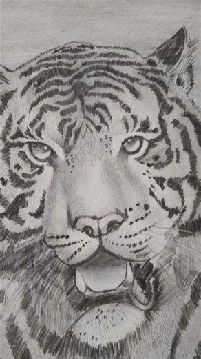 tiger sketching ✨posting my old creation🐅 #trending #viral #youtubeshorts #sketching