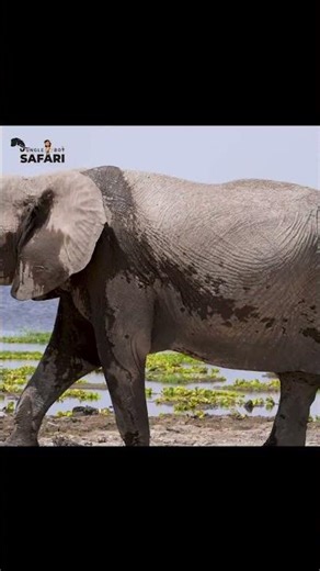 African Elephant in Amboseli Grasslands | Kenya Safari