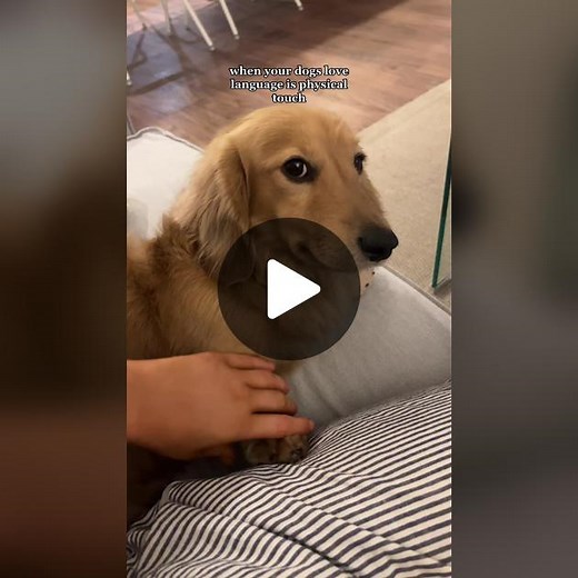 Understanding Dog Love Language: Physical Touch Explained
