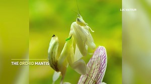 8.2K views · 80 reactions | Camouflage comes in all shapes and forms, and these bugs are masters at hide and seek  | The Weather Network | Facebook