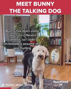 7.7M views · 165K reactions | Meet Bunny, The Talking Dog ! Thanks to: @what_about_bunny (TikTok: tiktok.com/@what_about_bunny , Instagram: instagram.com/what_about_bunny/) | BuzzFeed UK | Facebook